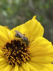Lasioglossum titusi