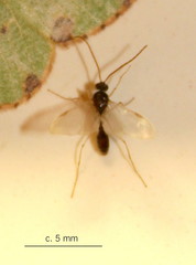 Ocymyrmex