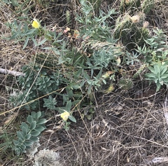 Linaria dalmatica dalmatica