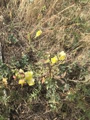 Linaria dalmatica dalmatica