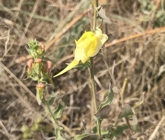 Linaria dalmatica dalmatica