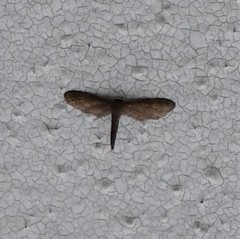 Protoproutia laredoata