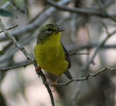 Basileuterus culicivorus