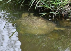 Apalone spinifera emoryi