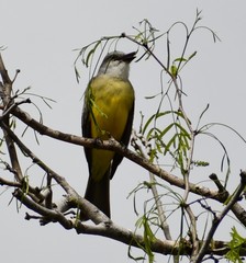 Tyrannus melancholicus