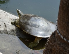 Apalone spinifera emoryi