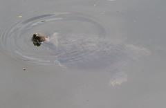 Trachemys scripta elegans