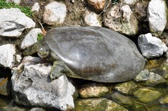 Apalone spinifera emoryi