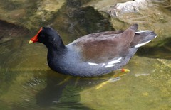 Gallinula galeata