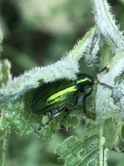 Metopoceris alternans