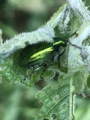 Metopoceris alternans