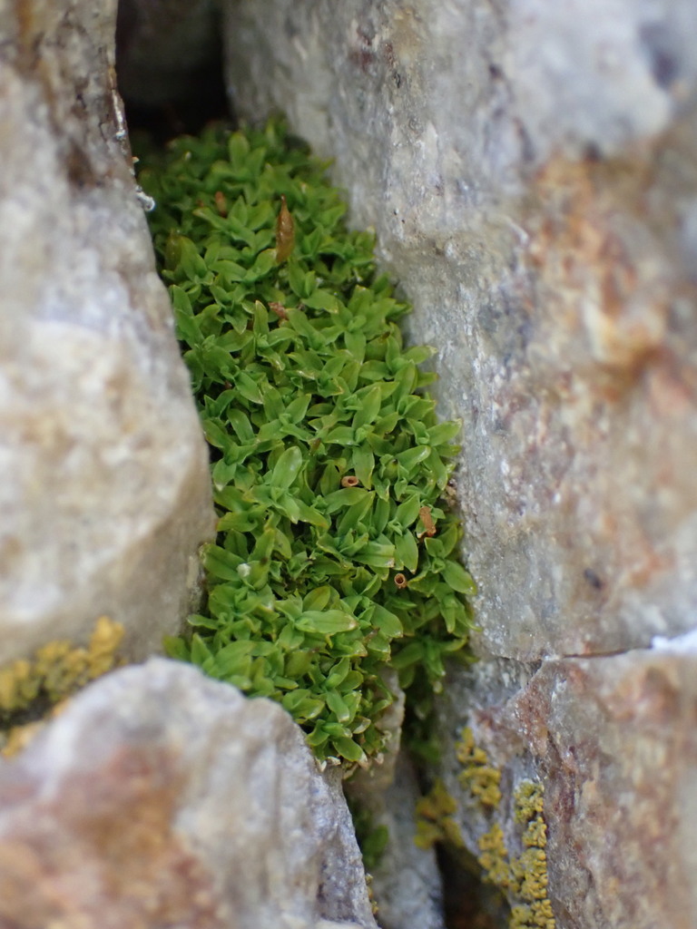 Intermediate Candle Snuffer Moss