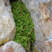 Intermediate Candle Snuffer Moss - Photo (c) Martin Purdy, some rights reserved (CC BY), uploaded by Martin Purdy