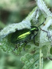 Metopoceris alternans