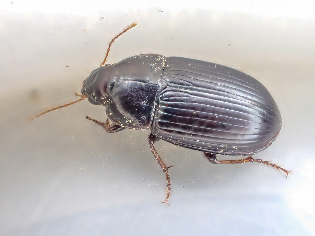 Amara insignis
