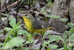 Basileuterus culicivorus