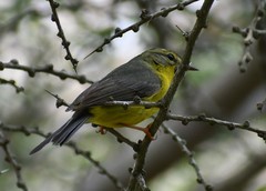 Basileuterus culicivorus