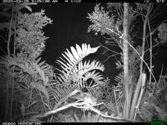 Dromiciops gliroides