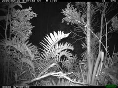 Dromiciops gliroides