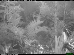 Lycalopex fulvipes