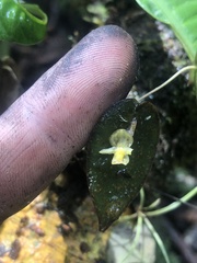Pleurothallis sphaerantha