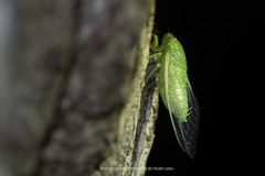 Dundubia terpsichore