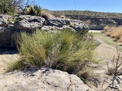Ephedra antisyphilitica