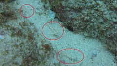 Coryphopterus urospilus