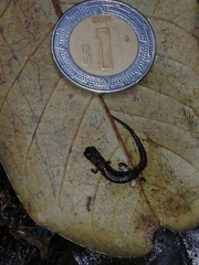 Parvimolge townsendi