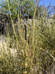 Ephedra antisyphilitica