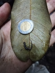 Parvimolge townsendi