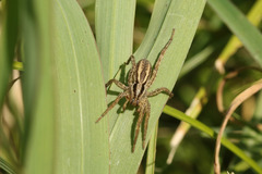 Hogna bivittata