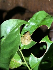 Pristimantis altamnis