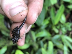 Pristimantis prolatus