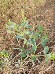 Baptisia sphaerocarpa