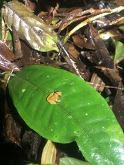 Pristimantis altamnis