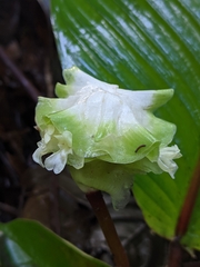 Goeppertia granvillei