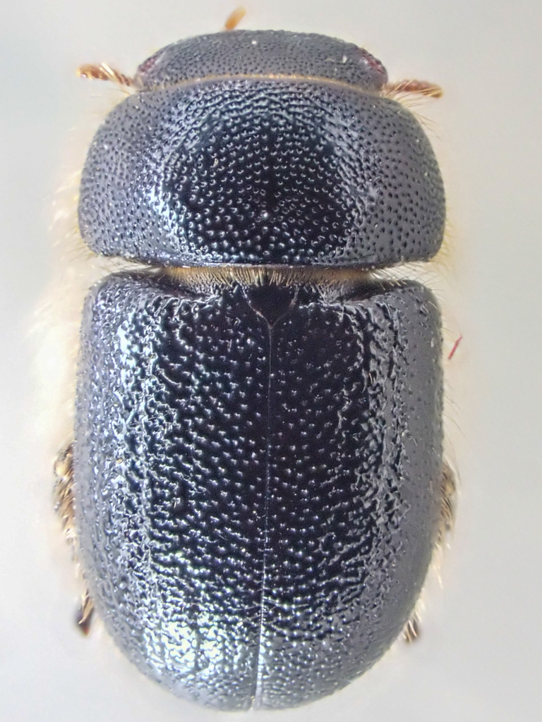 Cheirodes californicus