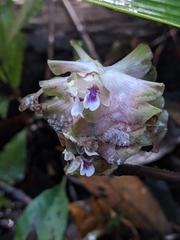 Goeppertia granvillei