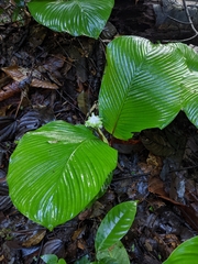 Goeppertia granvillei