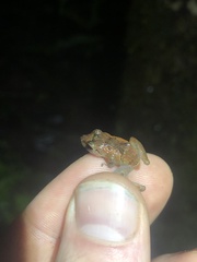 Pristimantis altamnis