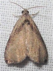 Olethreutes exoletum