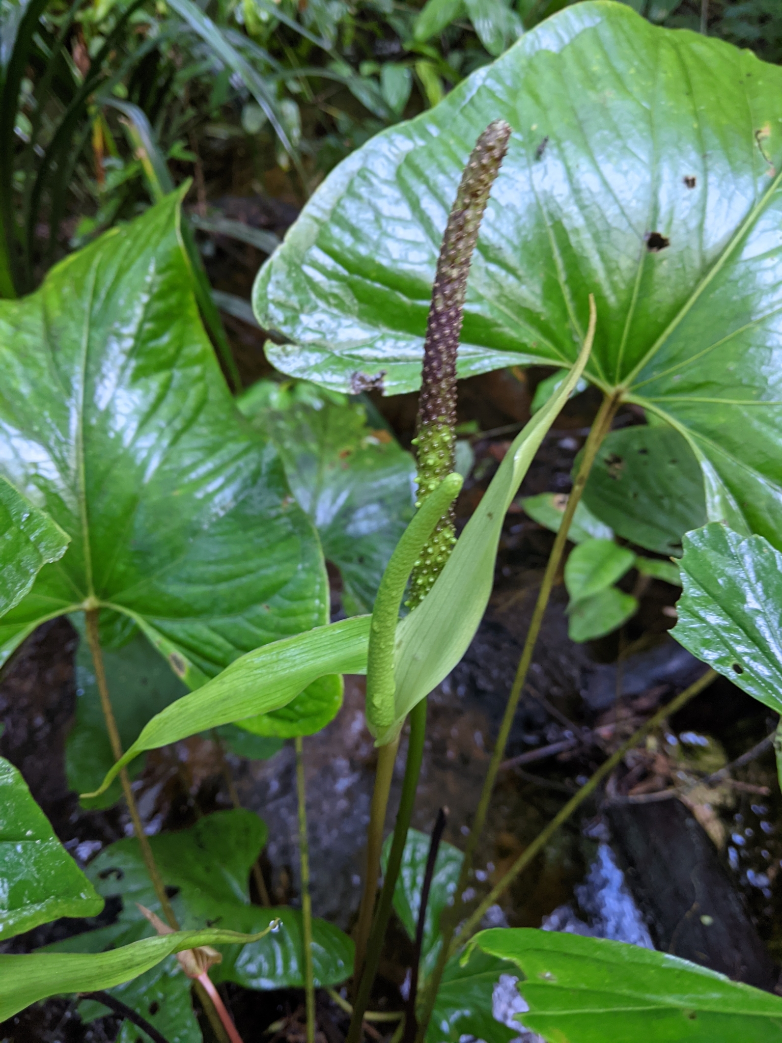 Anthurium sagittatum  iNaturalist