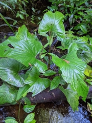 Anthurium sagittatum