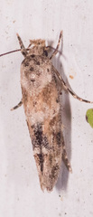 Mompha stellella