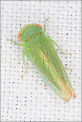 Rosopaella leurensis