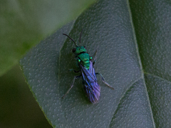 Temnosoma