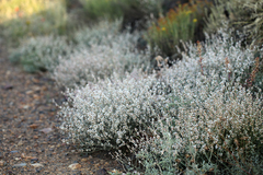 Eriogonum panamintense