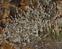 Eriogonum panamintense