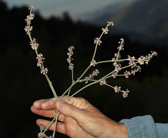 Eriogonum panamintense